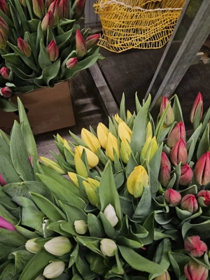 Lalele la fir en gross