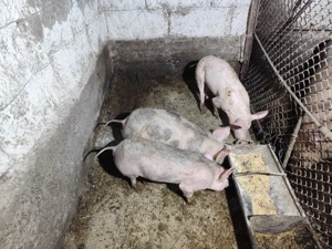 porci de vanzare - imagine 2