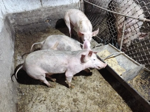 porci de vanzare - imagine 3