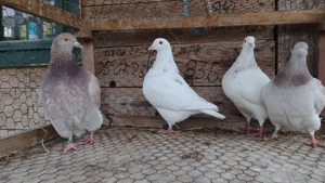 Porumbei Texani  - imagine 2