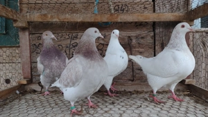 Porumbei Texani  - imagine 4