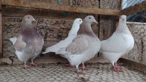 Porumbei Texani  - imagine 3