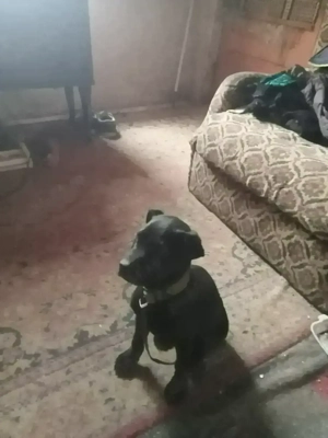 de vânzare cățel metis 