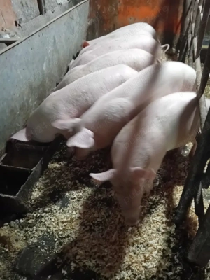 Landras de 8 săptămâni, mănâncă bine, 600 lei buc. județul Vâlcea, Oraș Brezoi.  - imagine 2