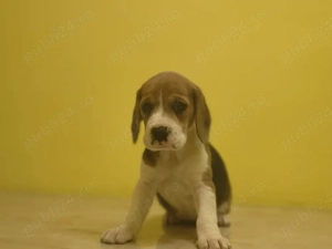 Vând beagle 