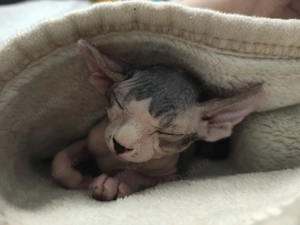 Motan sphynx sfinx cu primul vaccin și carnet de sanatate - imagine 4