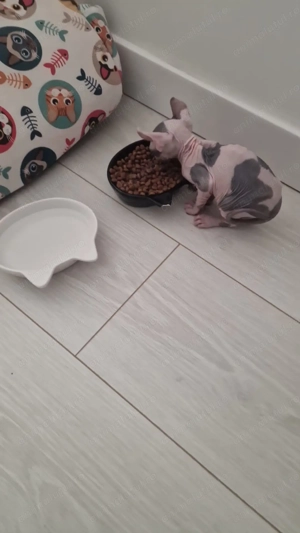 Motan sphynx sfinx cu primul vaccin și carnet de sanatate - imagine 3