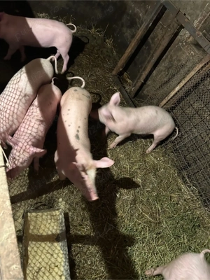 purcei de vanzare - imagine 2