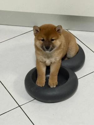 shiba inu fara pedigree