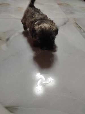 vand catel bichon - imagine 2