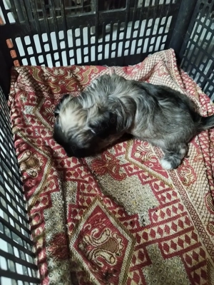 vand catel bichon - imagine 3