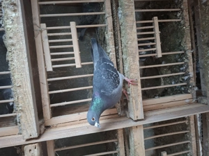 porumbei voiajori maraton - imagine 2