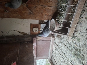 porumbei voiajori maraton - imagine 4