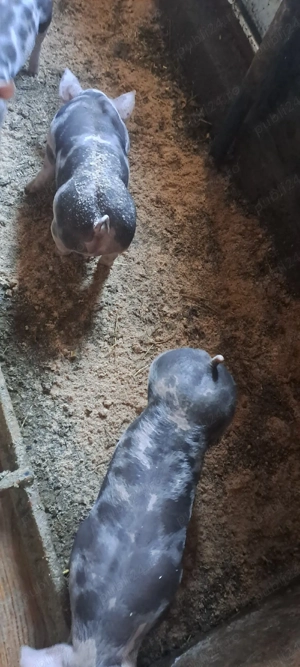 De vanzare! - imagine 3