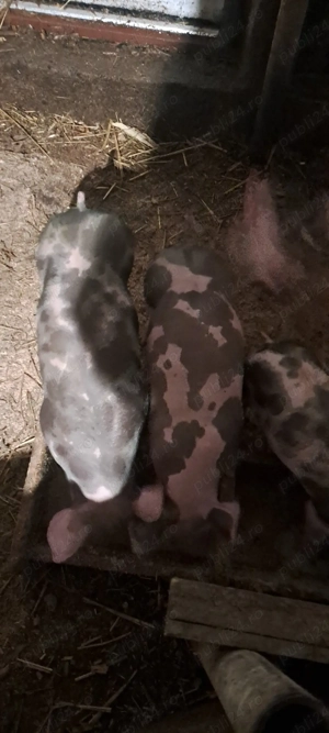 De vanzare! - imagine 5