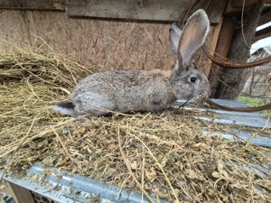 Iepuri disponibili 2 masculi  - imagine 4