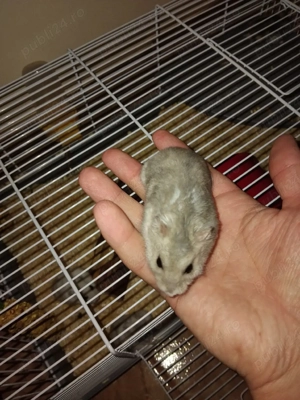 3 Hamsteri pitici  - imagine 3