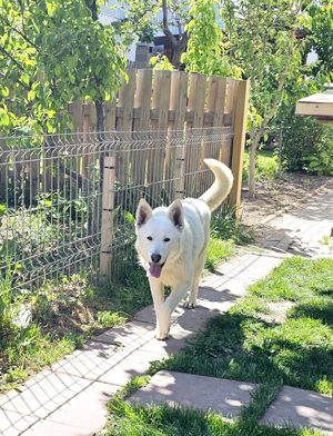 Ciobanesc Alb Elvetian - imagine 4