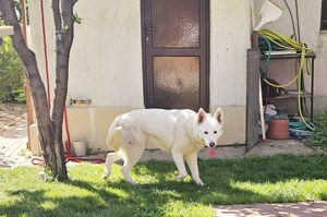 Ciobanesc Alb Elvetian - imagine 6