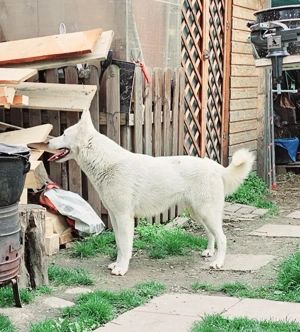 Ciobanesc Alb Elvetian - imagine 9