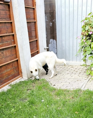 Ciobanesc Alb Elvetian - imagine 5