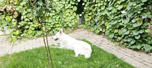 Ciobanesc Alb Elvetian - imagine 7