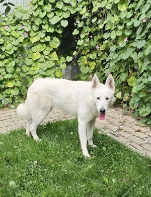 Ciobanesc Alb Elvetian - imagine 8