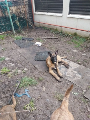 Ciobanesc Belgian Malinois 