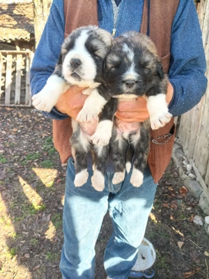 cateii Ciobanesc caucazian 