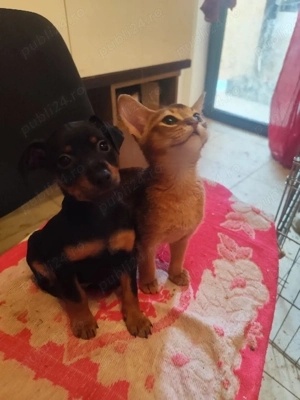 Pinscher Pitic fete si baieti - imagine 4