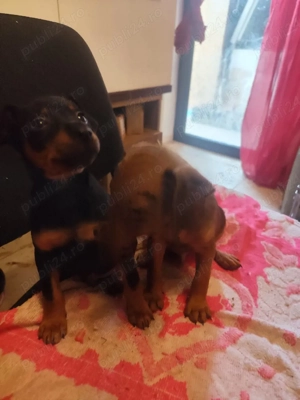 Pinscher Pitic fete si baieti - imagine 3