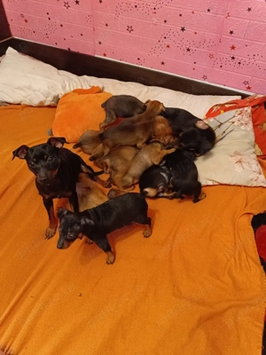 Pinscher Pitic fete si baieti - imagine 5