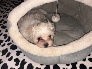 Pui Bichon Maltez - imagine 5