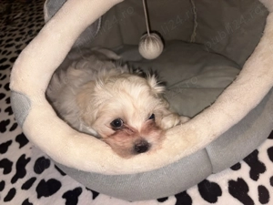 Pui Bichon Maltez - imagine 3