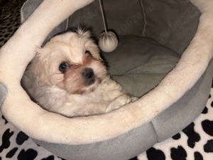 Pui Bichon Maltez - imagine 2