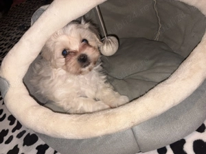 Pui Bichon Maltez - imagine 4