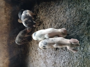 Soldani 40 kg Bistrita-Nasaud  