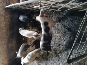 Soldani Bistrita-Nasaud   - imagine 4