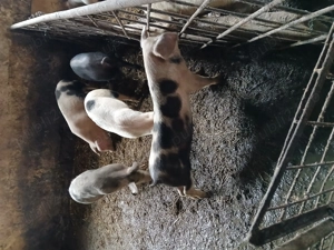 Soldani Bistrita-Nasaud   - imagine 3