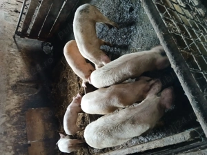 Soldani Bistrita-Nasaud   - imagine 2