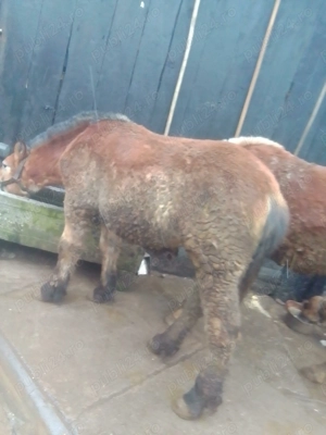 Vând 2 mânzi  - imagine 3