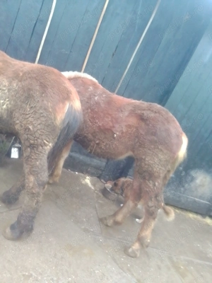 Vând 2 mânzi  - imagine 2