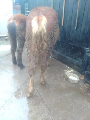 Vând 2 mânzi  - imagine 5