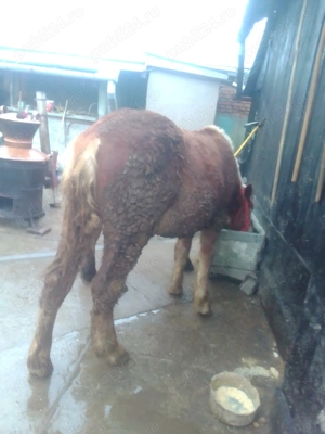 Vând 2 mânzi  - imagine 4