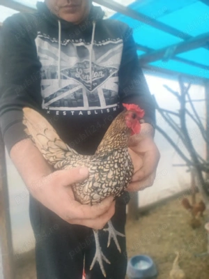 Trei cocoșei Sebrighet  - imagine 3