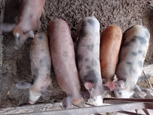 Vând șoldani 50kg  - imagine 2