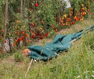 Vând casă solidă an 2000 cu confort modern pe 5200m  teren - imagine 7