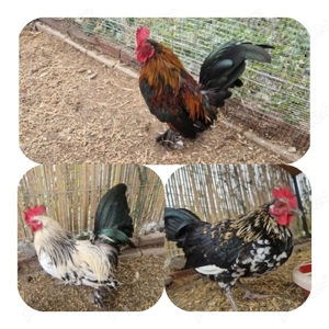 cocosi de rasa pitica