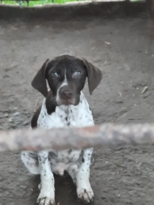 Cățel brac german de vânzare - imagine 4