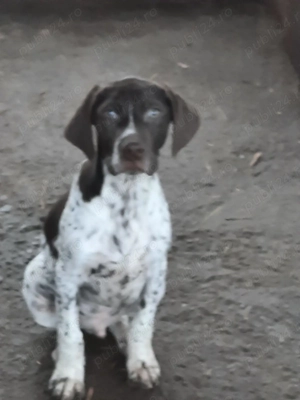 Cățel brac german de vânzare - imagine 3